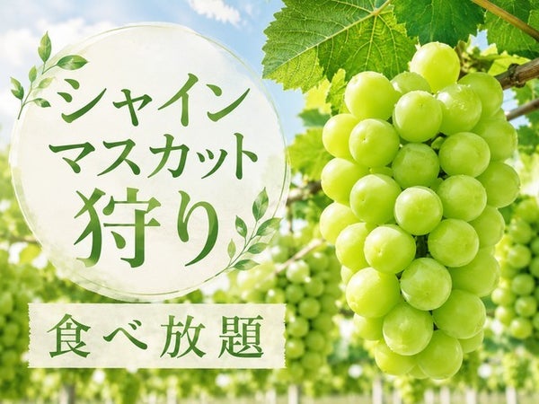 ■【静岡・山梨】どどーん!爽やかシャインマスカット狩り食べ放題&ランチバイキング×クラフトビール飲み放題!富士を彩る山中湖花の都公園のお花畑へ♪1